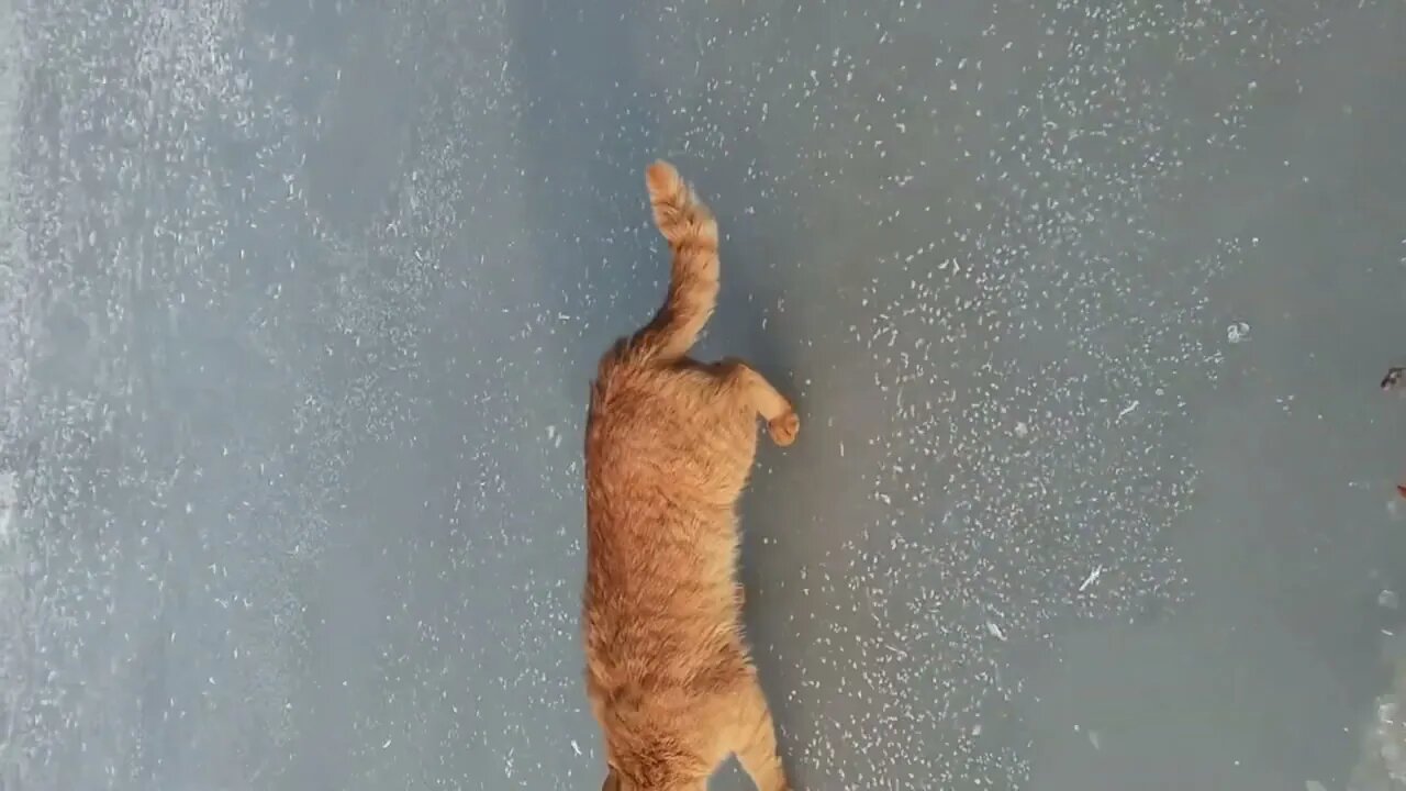 Cat Steals Fisherman's Catch