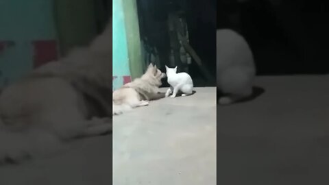 slapping your best friend 😂😂😂😂😂#faketweet #reels #shorts #youtubeshorts #dogs #puppy