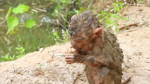 Oh My Goodness! baby kley rises from the ground to eat-10