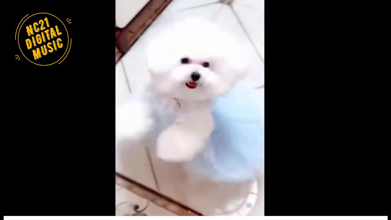 Funny Videos of Dogs, Cats, Other Animals, Puppies Ballerinas