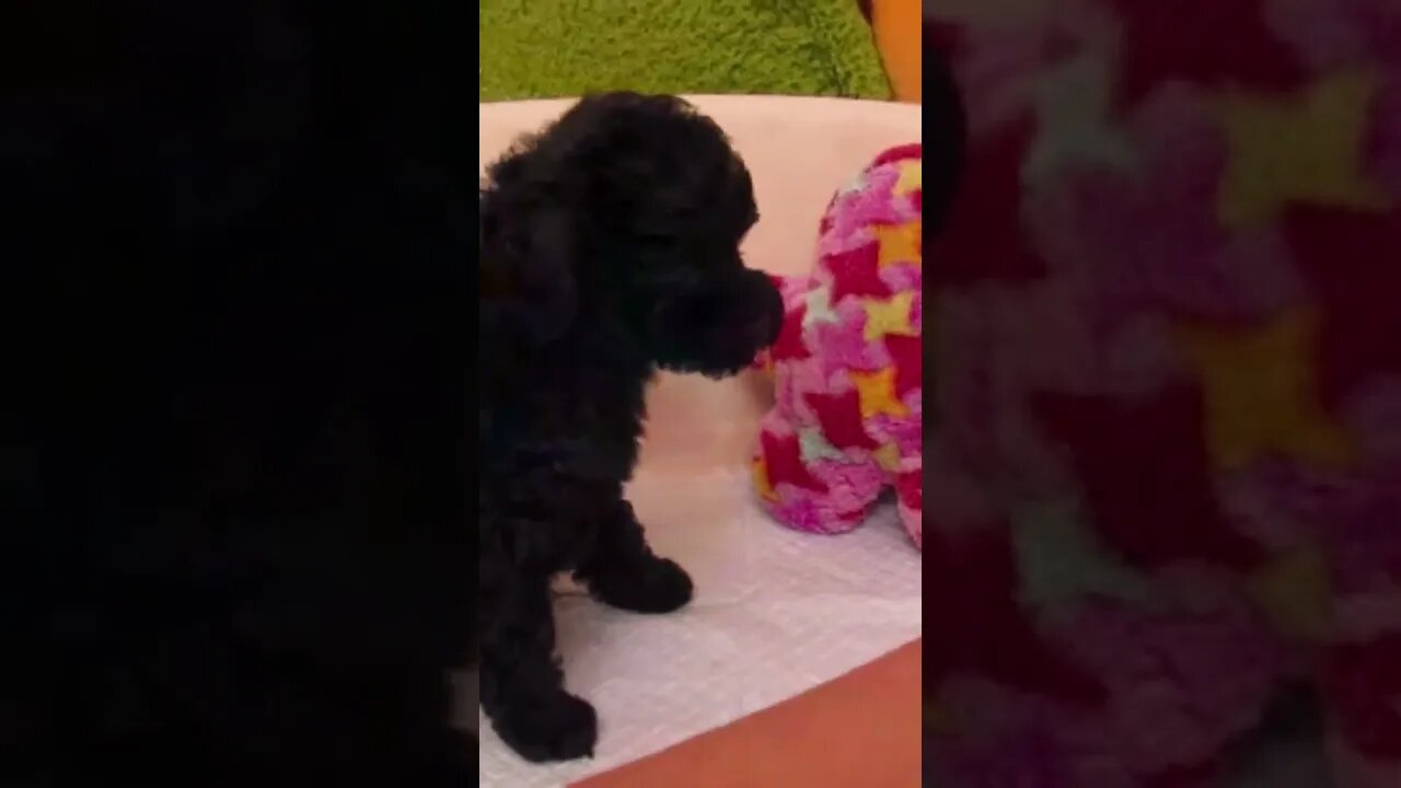 Funniest Cat and Dog Videos Compilation #100 #shorts