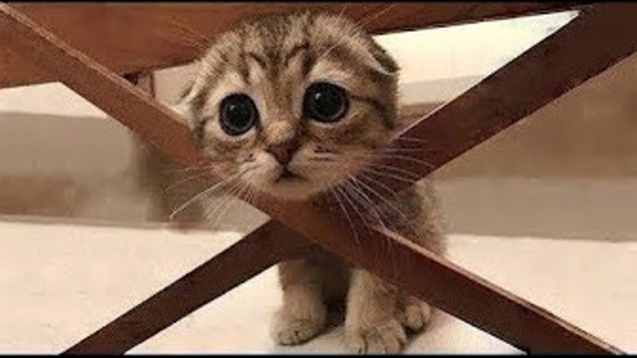 ๐Cute And Funny Pets | Try Not To Laugh To These Pets Compilation #7๐ Cutest Lands