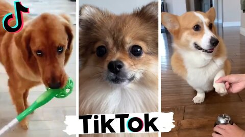 Funny Dogs of TikTok Part #22 🐶