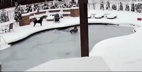 Woman Jumps In Frozen Pool To Save Dog!