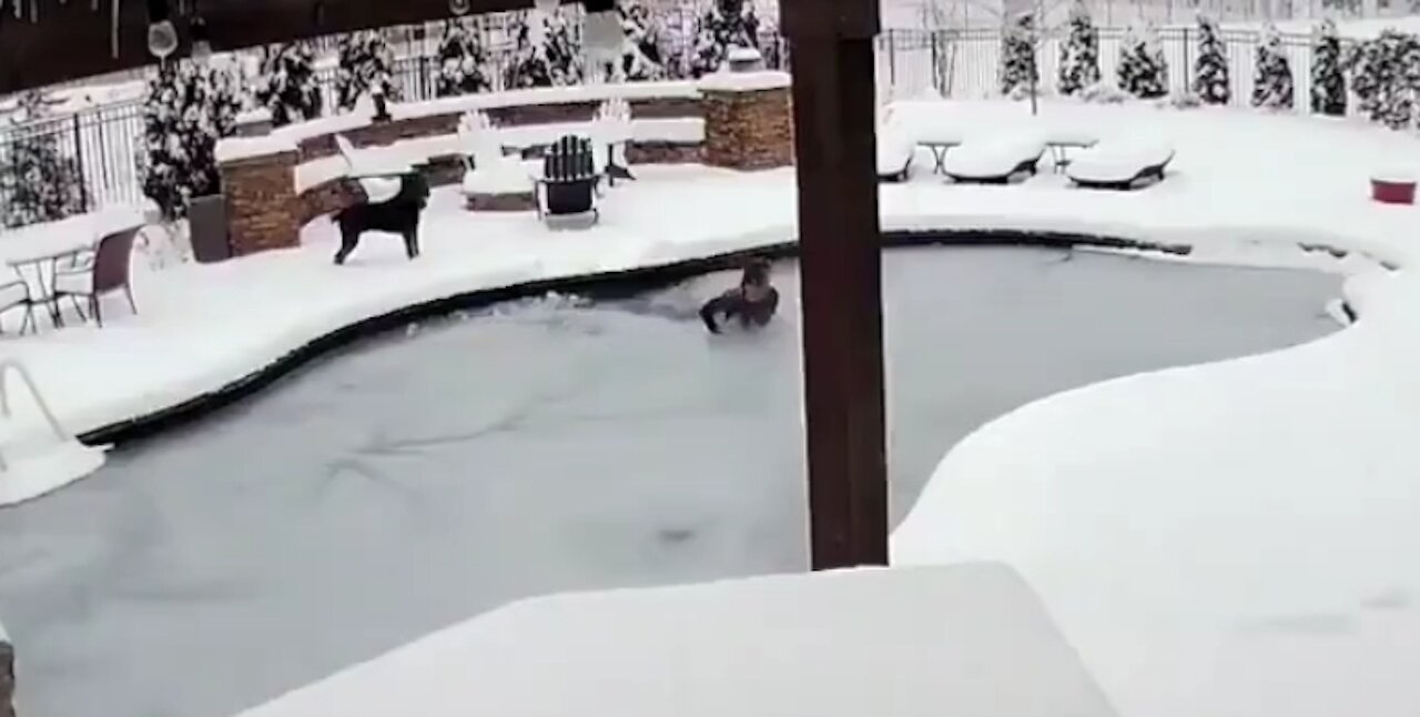 Woman Jumps In Frozen Pool To Save Dog!