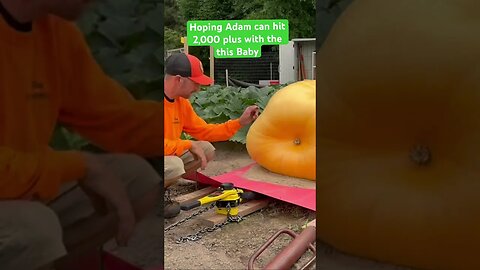 Orange Lovers Pumpkin #pumpkinpatch #giantfruits #giantpumpkin