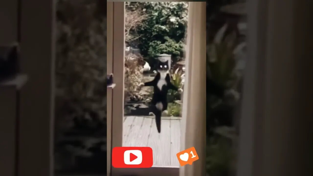 Funny cat | cute animals #funny #cat #fyp
