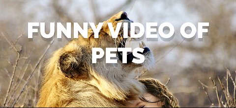 Pets funny video