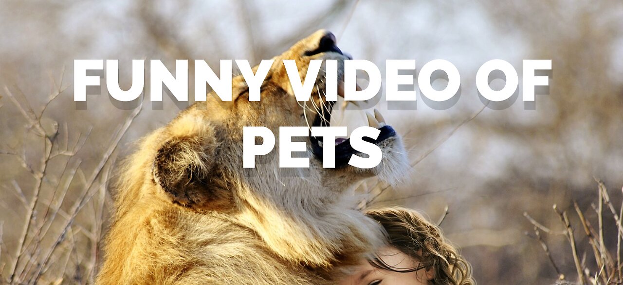 Pets funny video