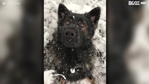 Pastore tedesco adora quando nevica