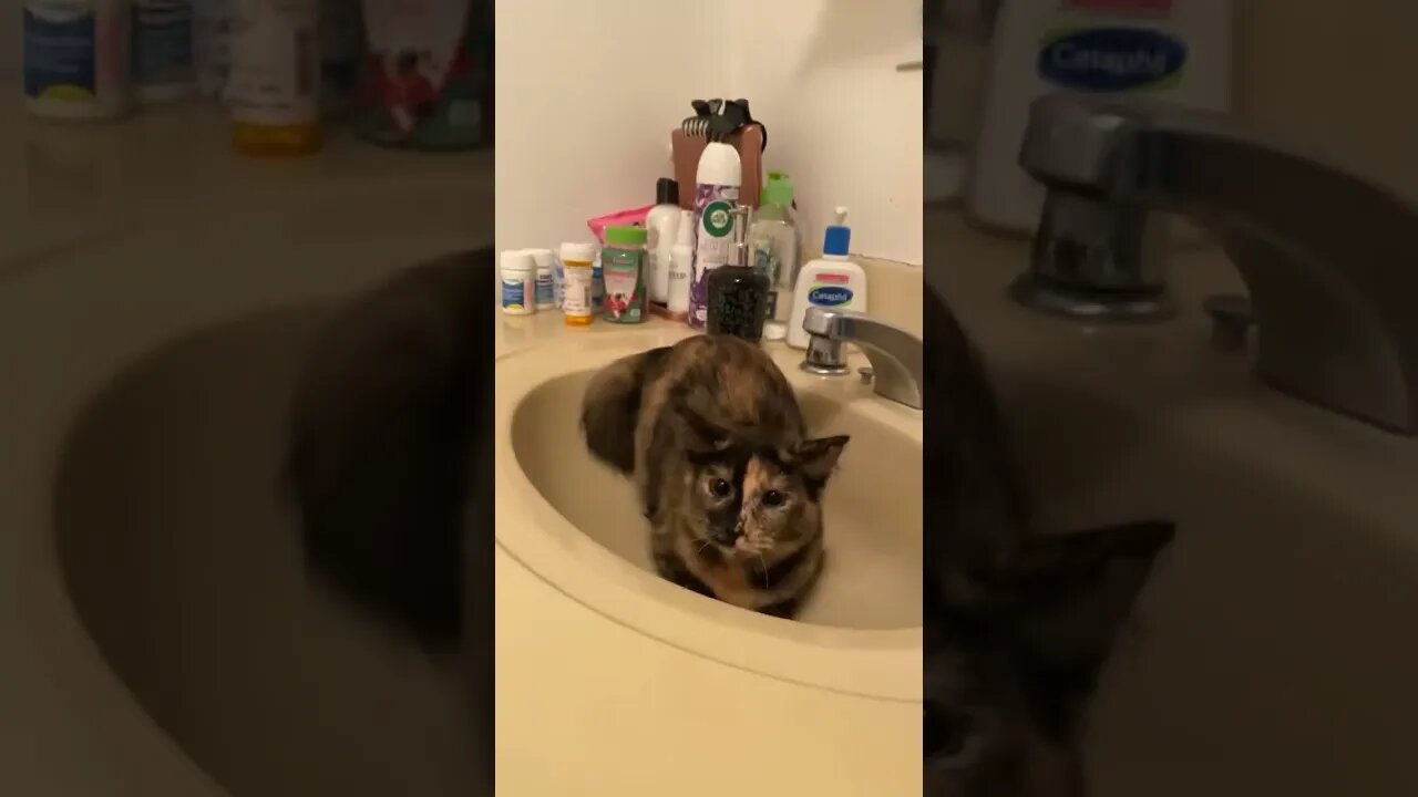 Thought everyone deserved to see my Pumpkin do the butt wiggle before pouncing at me