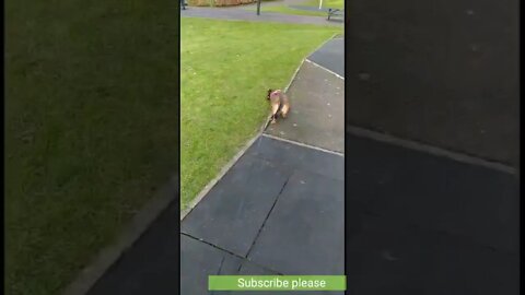 Lovely dog discovers playground