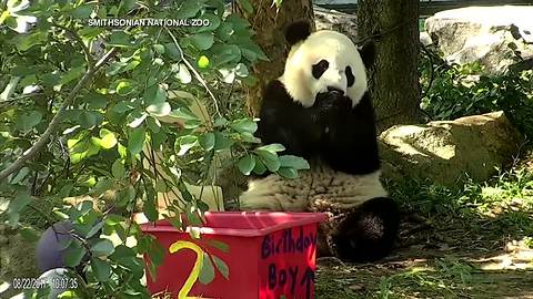 Panda birthdays in Washington