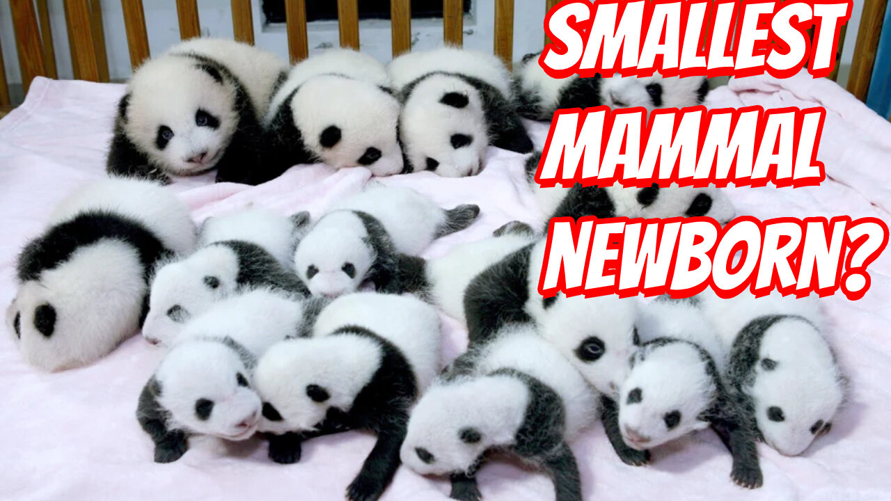 The Cutest Baby Pandas!