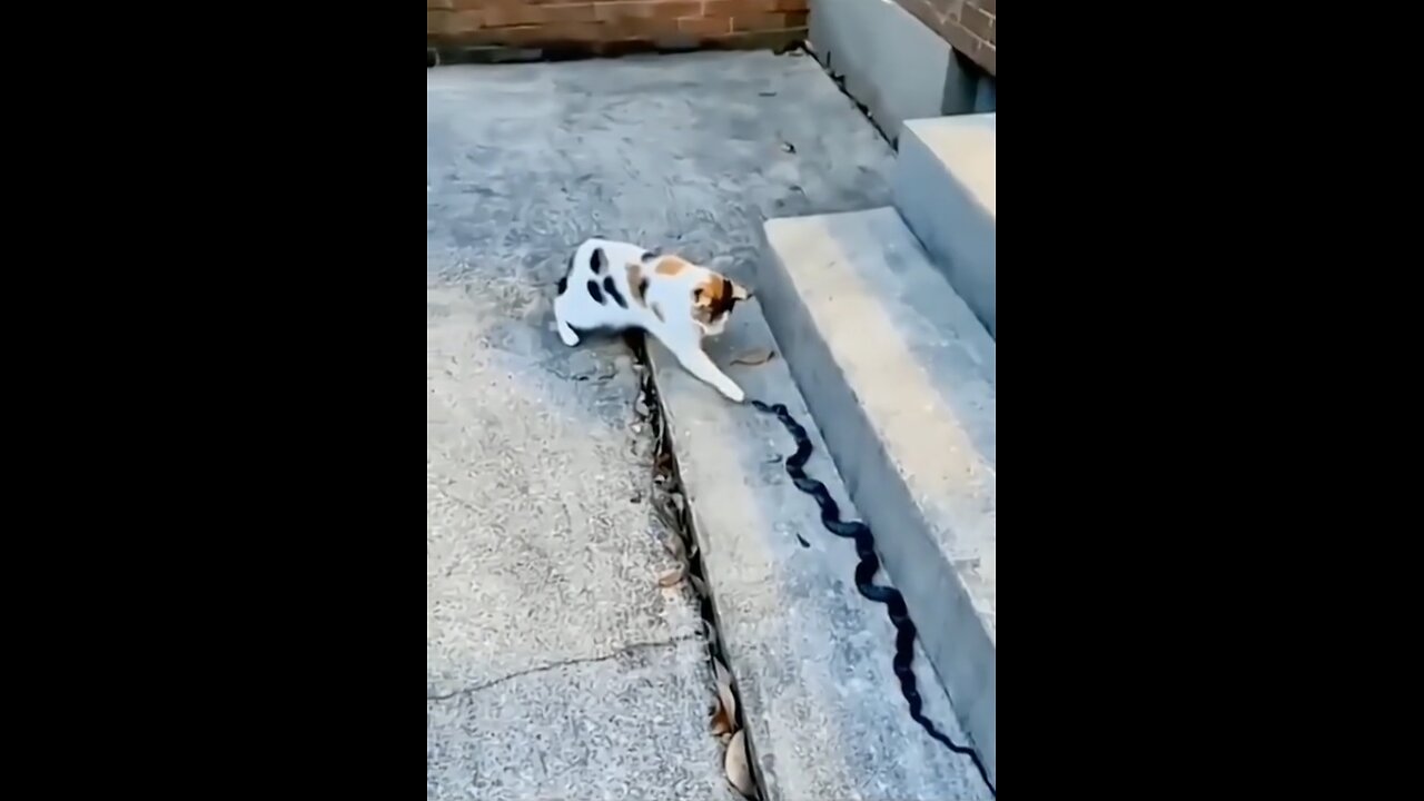 Cat Vs snake 🐍