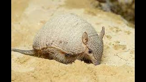 Armadillo Cute Compilation !