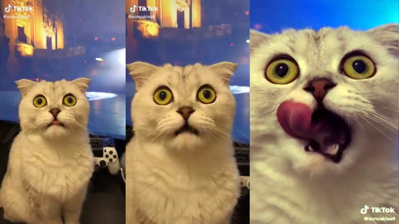 !!CUTE CATS COMPILATION!!! #1 OMG SO ADORABLE