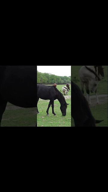 Черная лошадь и белый жеребец