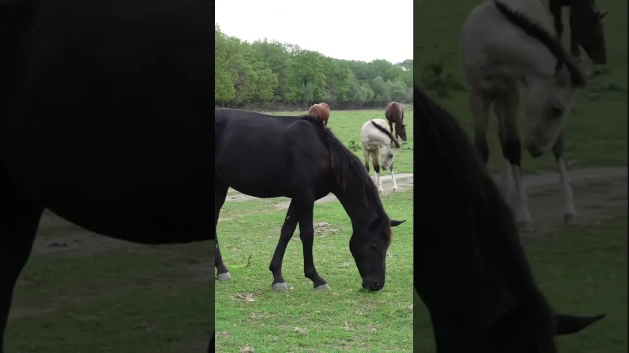 Черная лошадь и белый жеребец