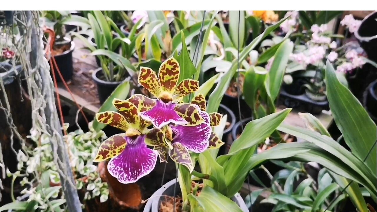 Exotic Orchid Hunting at Jin Soon Orchid Nursery, Sungai Buloh, Selangor, Malaysia