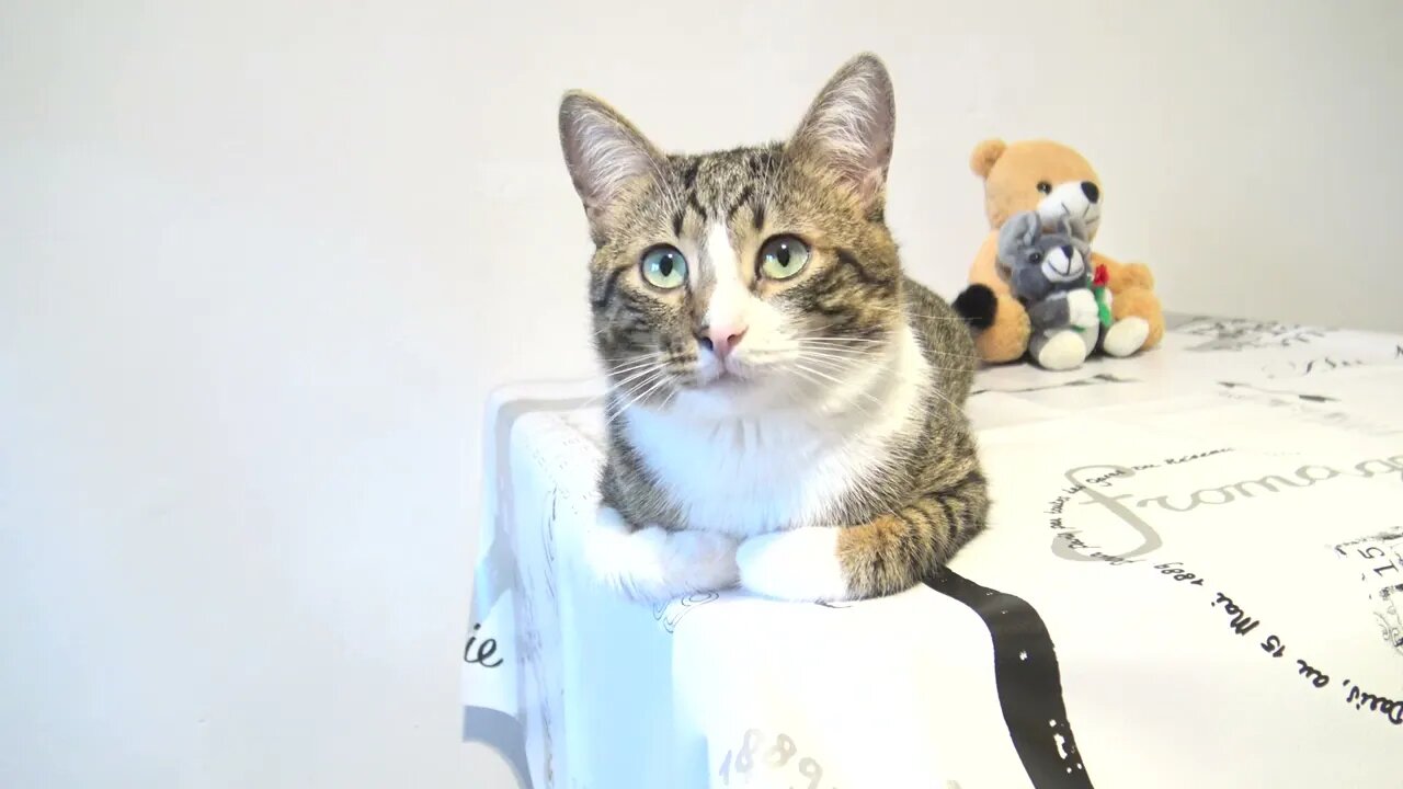 There Is a Cat Loaf on the Table