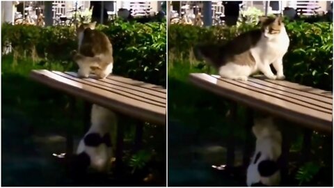 The Cat Fails his mind 🤣 when other cat touched them