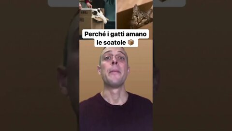 PERCHÉ I GATTI AMANO LE SCATOLE 📦