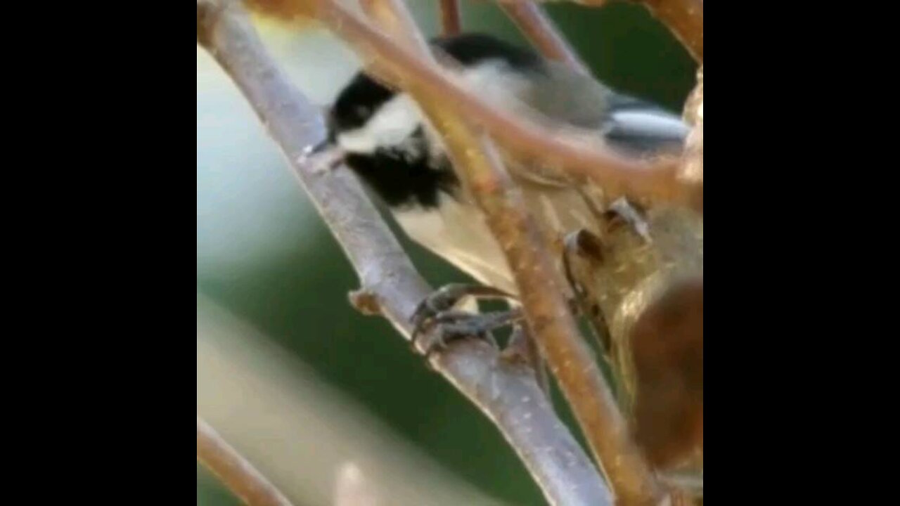 Chickadee bird snacking on a seed, while holding it in it's talons on a branch