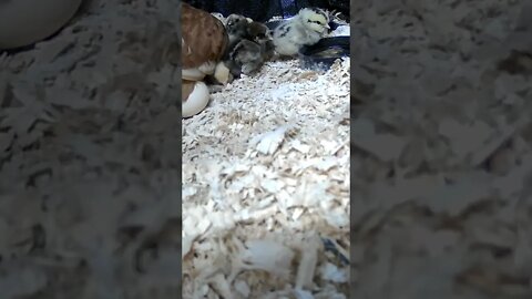 The secret lives of baby chicks