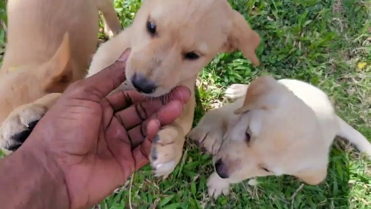 EVERY DAY IS A HOLIDAY AND EVER MEAL IS A FEAST
