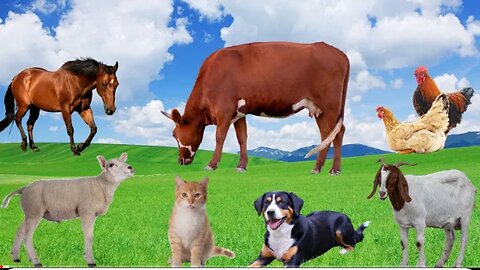 Animal Sounds Around Us: Cow, Dog, Cat, Sheep, Horse, Goat - Animal Video