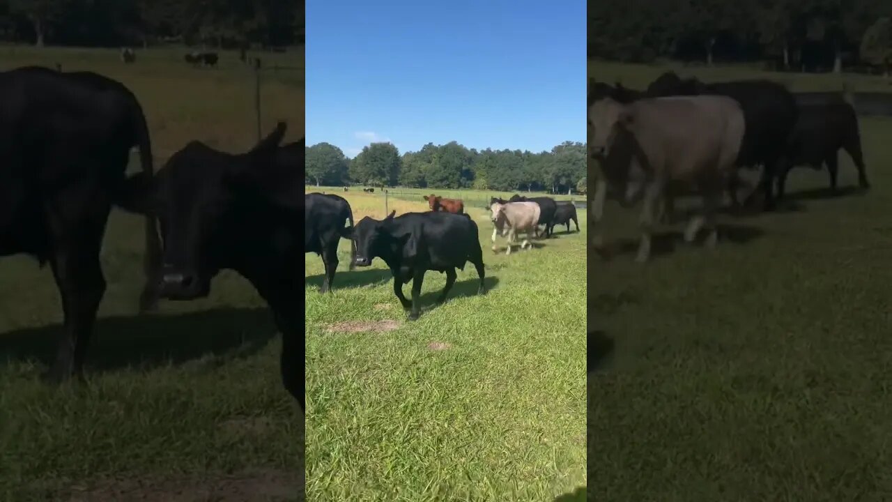 Dinner Bell Rings for the Cows #shorts #cows #cow