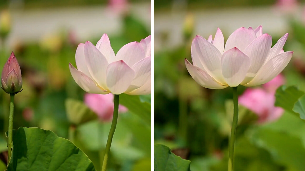 Lotus Dancing in The Wind | Lotus Footage