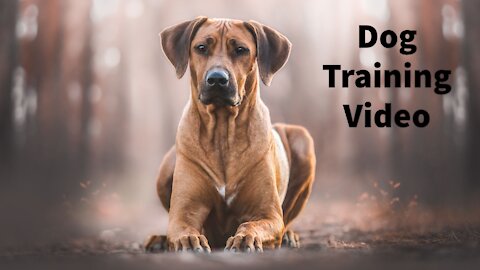 Dog Training Video