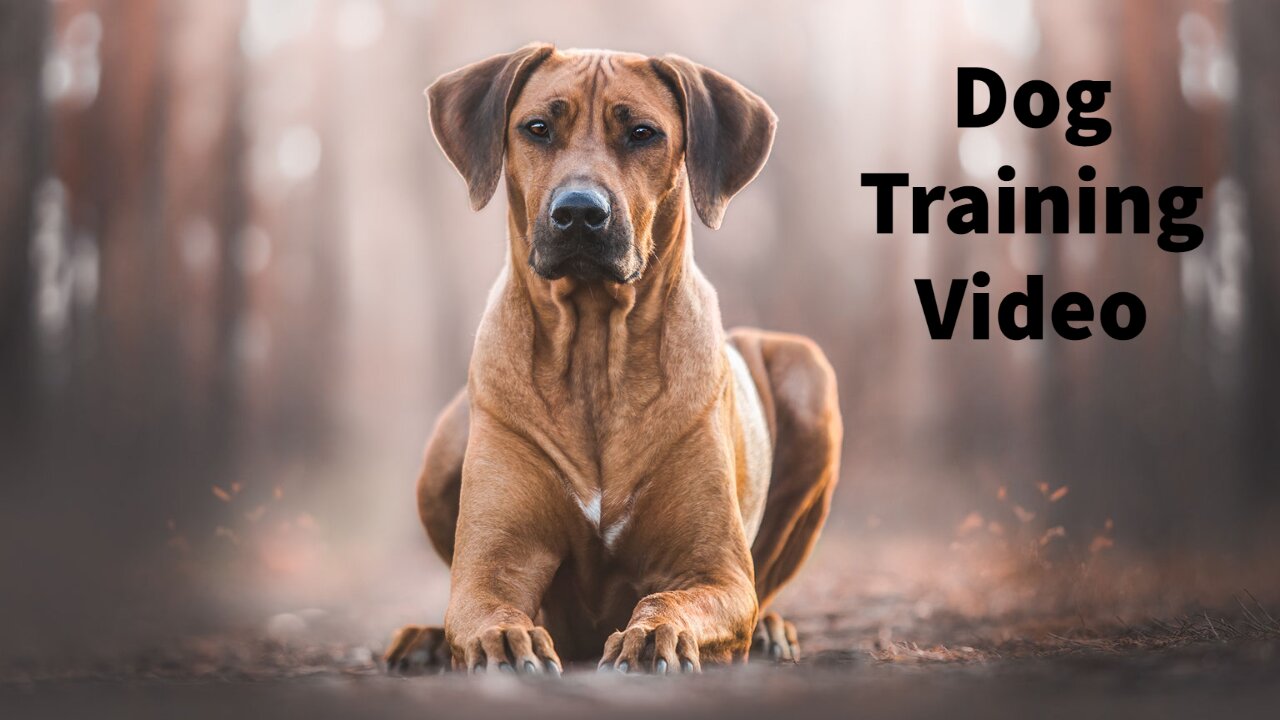 Dog Training Video