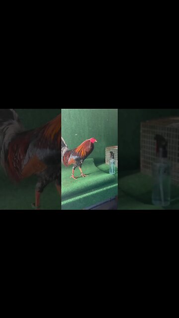 Cardinals @ LivingWaterFarms247