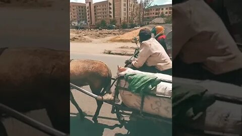 I met another donkey 🐴 🐴 carriage on the road today #shorts #animals #transport #video