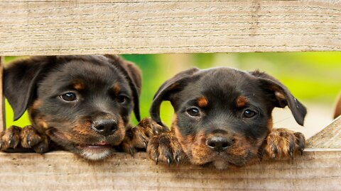 Best Of Funny Pets Compilation