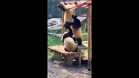 Panda funny