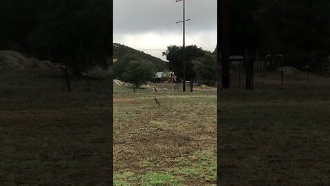 Injured Wild Coyote Returns.