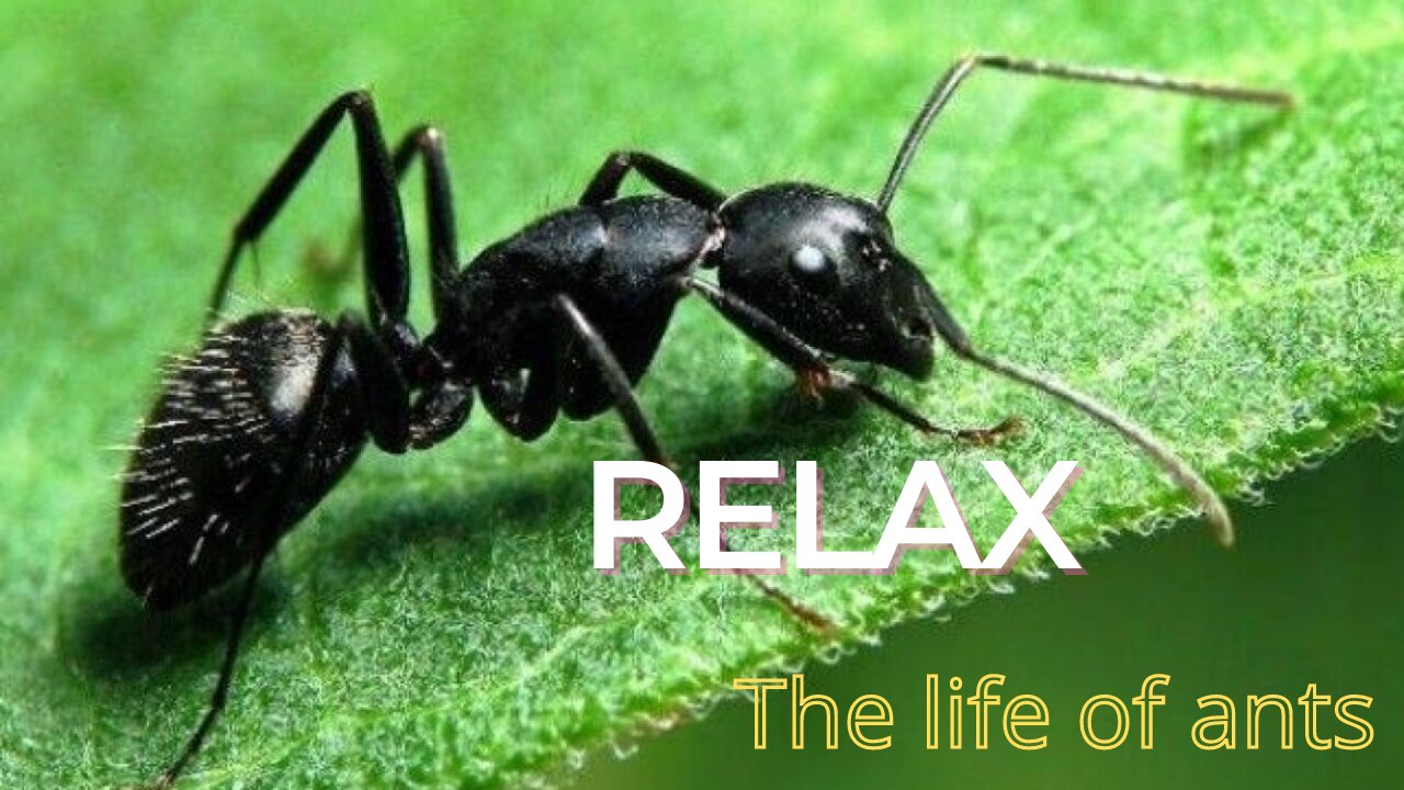 The life of ants. Relax video