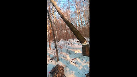 The impressive fall of the tree