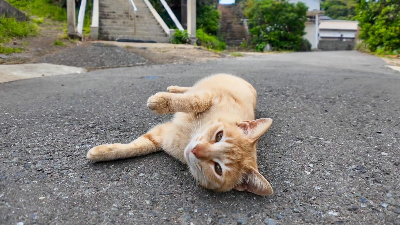 Before returning from Cat Island, I went to the shrine again and found the rolling cat still there.