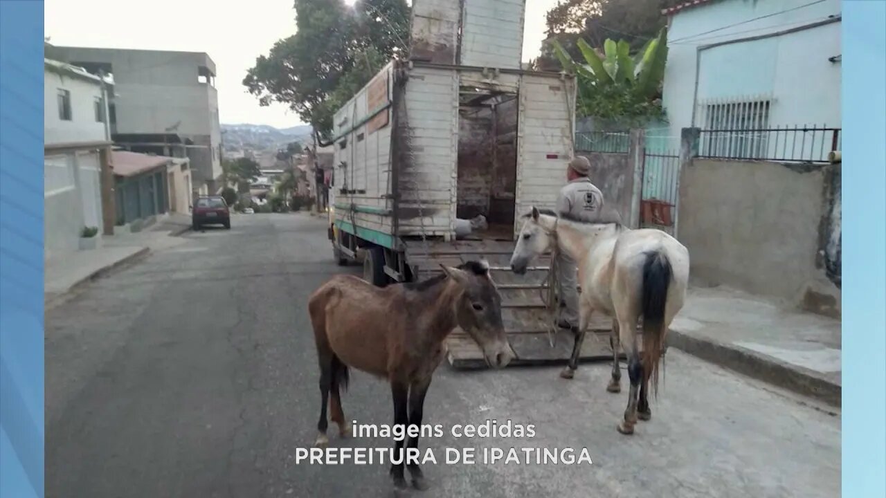 Ipatinga: Animais Soltos em Avenidas e Ruas de algumas regiões causam Transtornos no Trânsito.