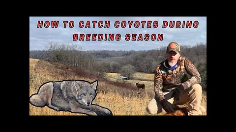 How to Catch Late Season Coyote’s Ep.12 (For Beginners) #coyotes #trapping