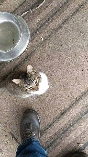 Friendly kitty cat and his injured buddy