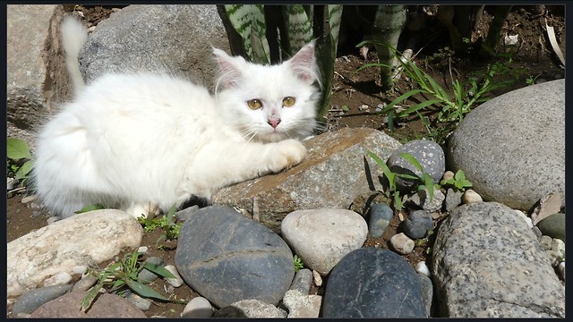 Kitten Enjoys Sunbathing Until a Pesky Fly Bothers it