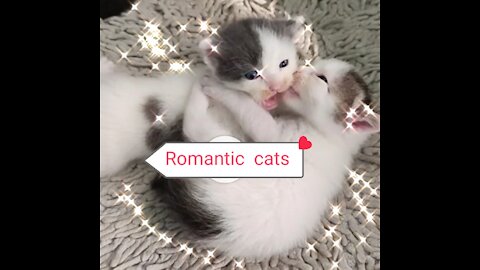 Cat - small cute cat romance loving each other playing (you will be shocking and happy)