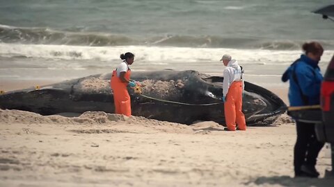 Media Says Trump Lied When He Told Rogan That Industrial Wind Turbines Are Killing Whales…It's Truth