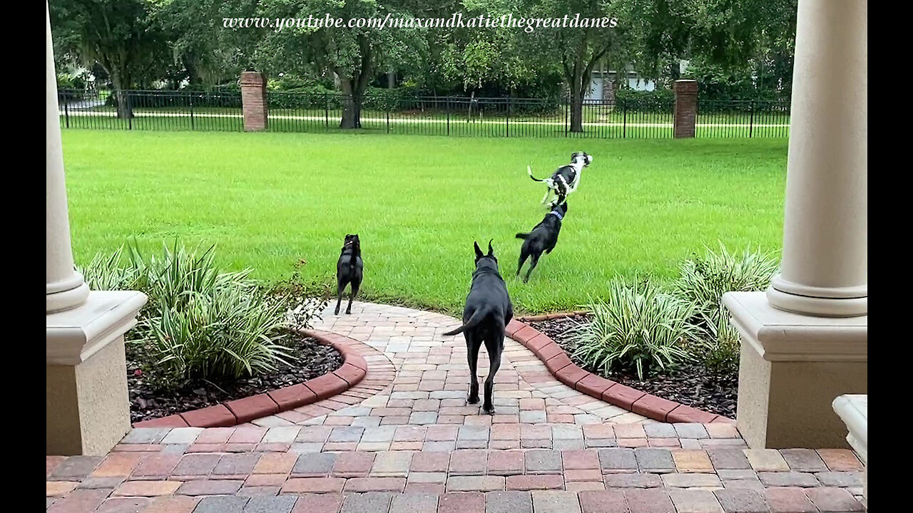 Great Danes Teach Dog Friends How To Patrol The Property